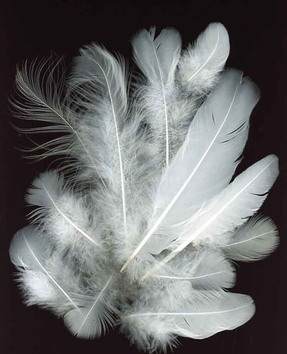 Bag O White Assorted Peacock Feathers From My White Peacocks Etsy Bag O White Assorted Peacock Feathers From My White Peacocks Etsy
