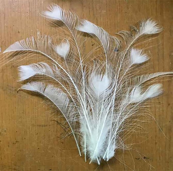giant peacock feathers