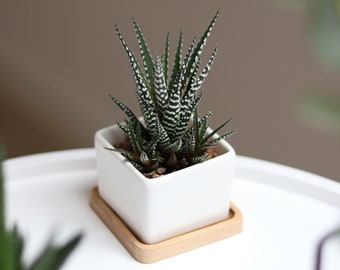 Vaso in ceramica con sottovaso in bambù | Piccolo vaso moderno | Vaso minimalista per piante grasse | Bomboniera per matrimonio