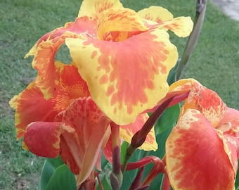 Canna Lily Orange Bloom Seeds | Stuttgart Canna | Tropical Garden