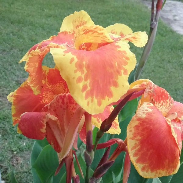 Canna Lily Healthy Rhizome Vibrant Yellow Red & Orange petals with deep green tropical leaves. 3-5 feet tall. Water garden, Pots
