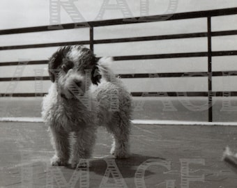 Vintage foto-INSTANT DOWNLOAD Schattige puppy op een pier in de jaren veertig. Hoge kwaliteit, perfect voor afdrukken, plakboeken, tijdschriften en meer!!