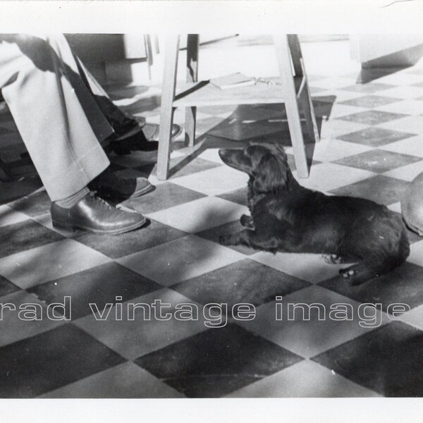 Vintage Photograph- INSTANT DOWNLOAD- Dachshund on checkered board floor ca. 1930's