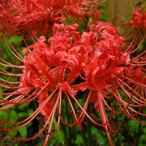 Red Spider Lily Bulbs – Deer-Resistant Lycoris Radiata, Fall Blooms