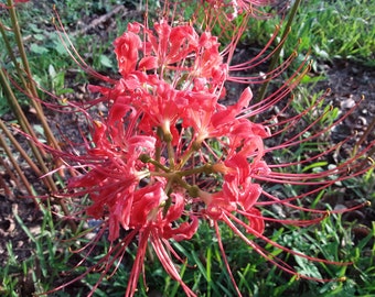 Vibrant Red Spider Lily Bulbs: Add a Burst of Color to Your Garden