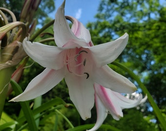 Milk and Wine Lily Crinum- Fresh growing bare-root heirloom bulb