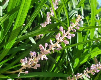 Liriope Spicata Bare-Root Plants, Lavender Flowers, Border Grass