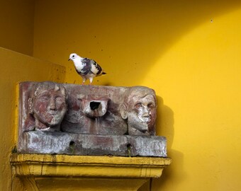 San Miguel de Allende. México "Fuente con paloma"