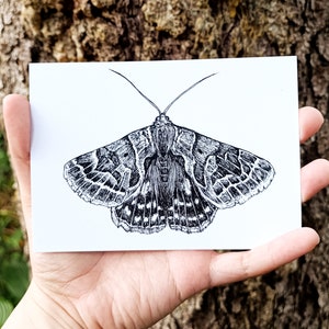 Papillon de nuit Mother Shipton - Mini impression