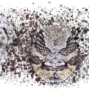 Western Hognose Snake Digital Art Print Reptile Photography