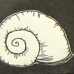 May include: A black and white line drawing of a seashell with a spiral pattern.