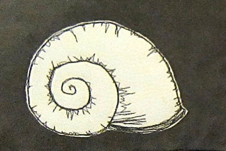 May include: A black and white line drawing of a seashell with a spiral pattern.