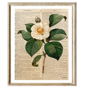 Vintage white flower wallart  Poster Dictionary Print digital download Cottage deco Warm Tone Vintage Wall Art