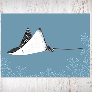 Postcard devilfish