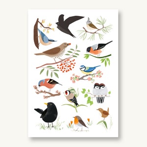 Postkarte Heimische Vögel
