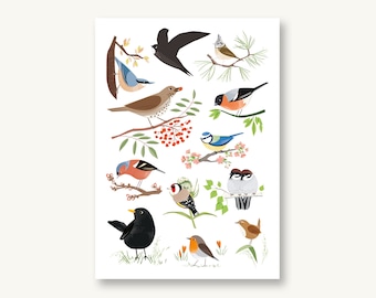 postcard native birds