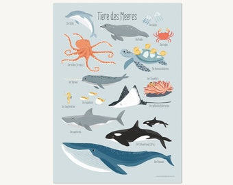 Meerestiere, Poster DIN A3