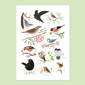 Heimische Vögel, Poster DIN A3