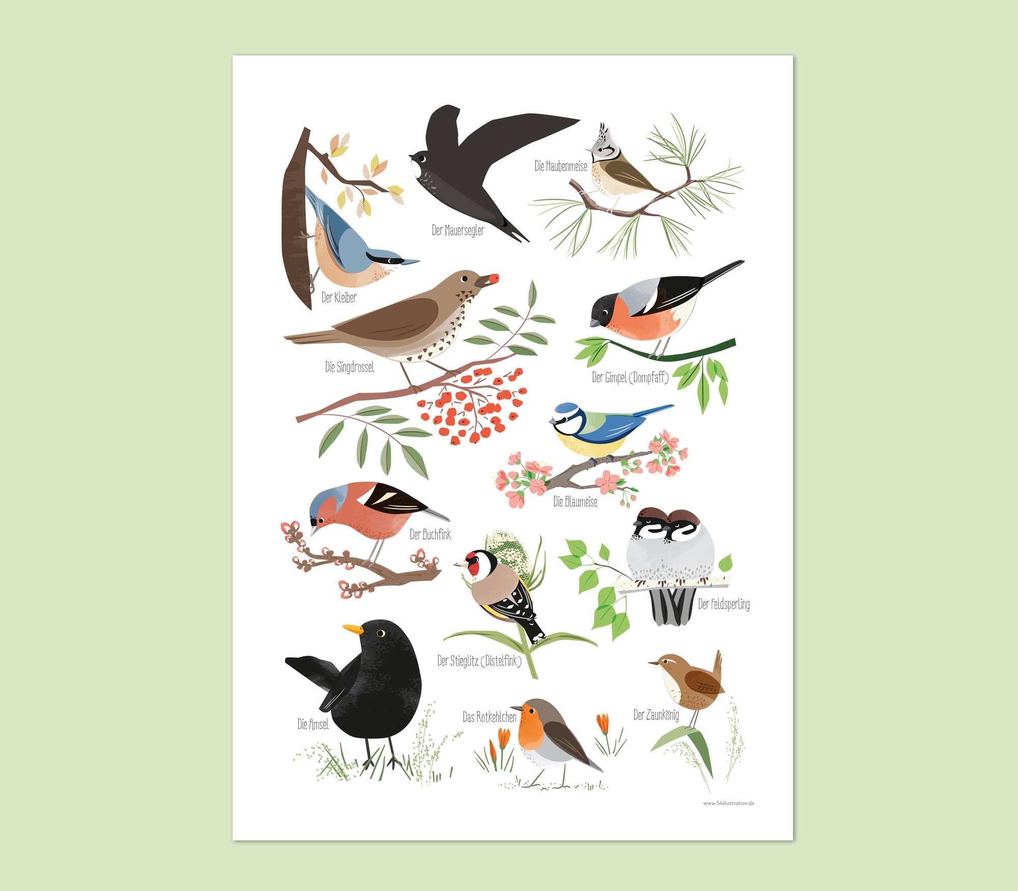 Native Garden Birds, Poster A3