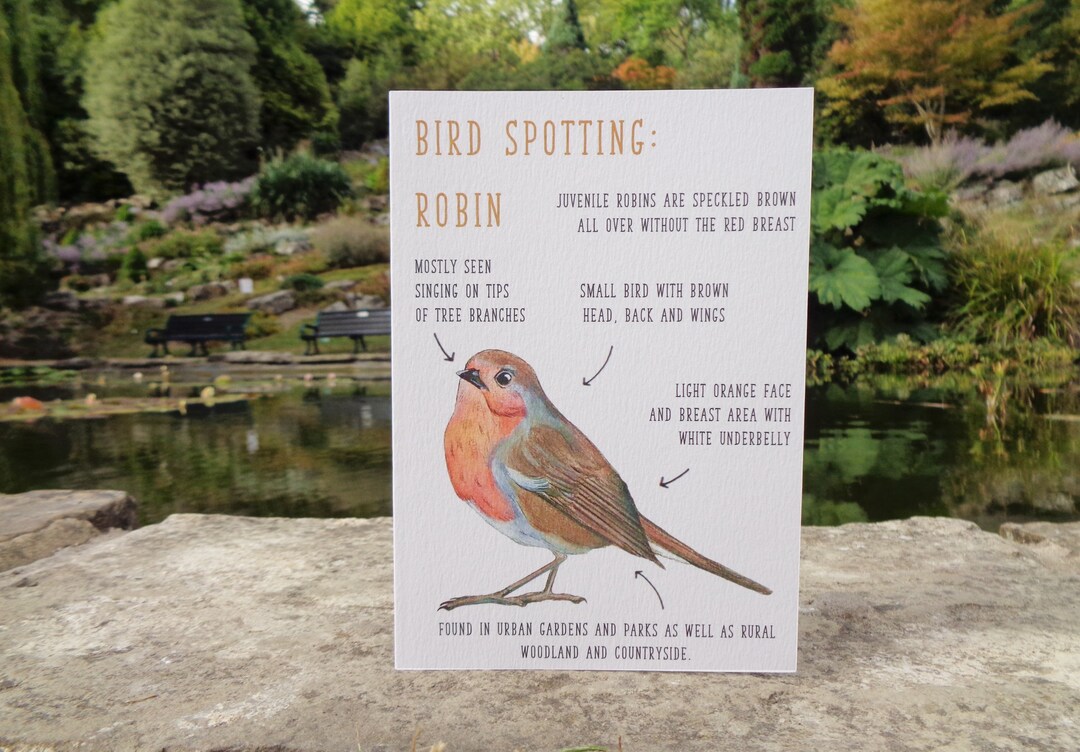 Birding Rack Card Birdwatching: Robin Identification Blank Greetings Card Free Postage ...