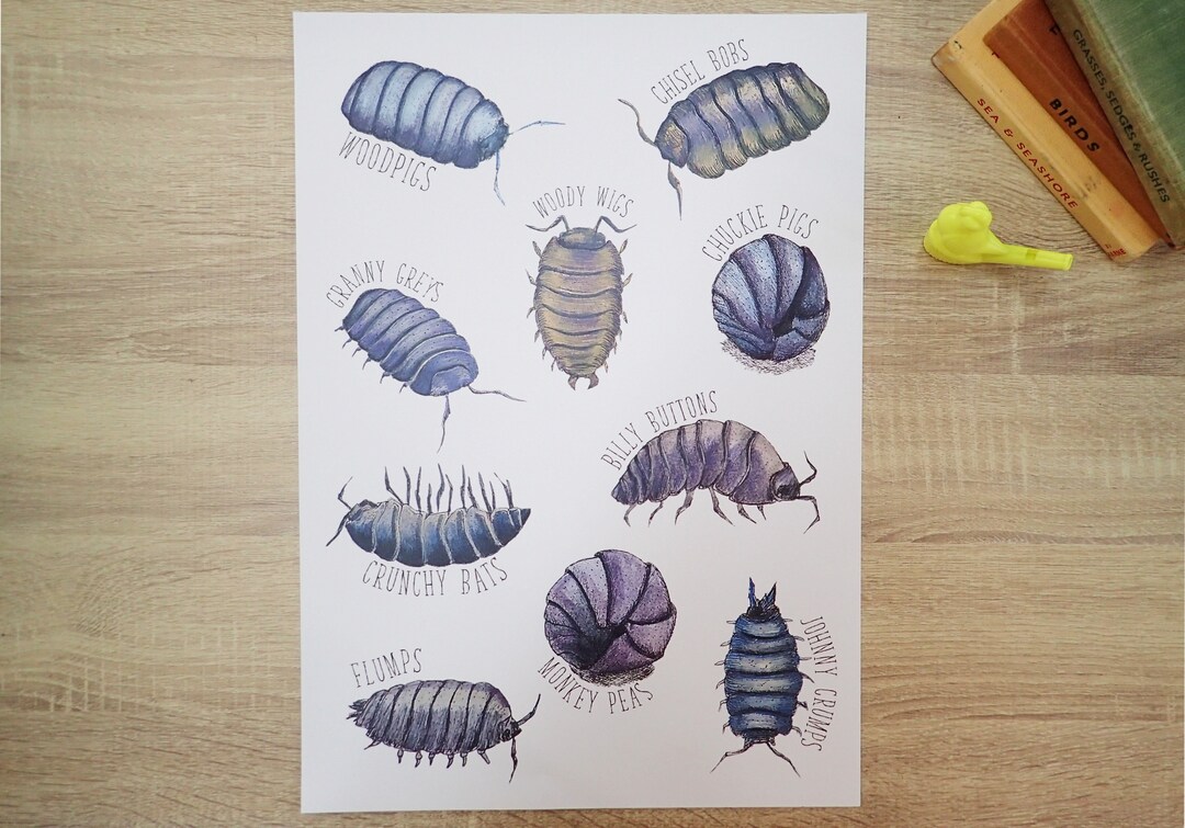 Regional Names for Woodlice Insects Bug Identification Wildlife