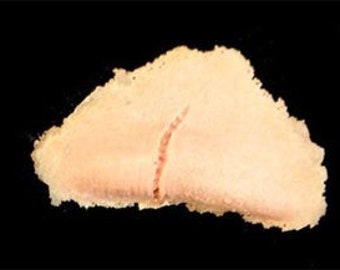 Op de afbeelding: Een close-up van een lichtroze, rauwe, ongekookte visfilet. Het filet is licht gebogen en heeft een dunne, witte lijn die er doorheen loopt.