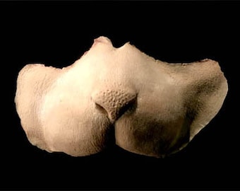 Effets spéciaux - Halloween - Maquillage de personnages - Prothèse de nez de chat en mousse de latex