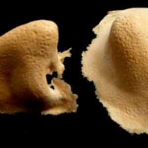 May include: Two beige-coloured, irregularly shaped pieces of foam, possibly ear moulds or earplugs.