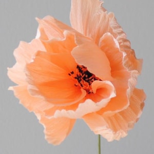Puede incluir: Primer plano de una flor de color melocot&oacute;n con p&eacute;talos rizados y un centro oscuro. Las delicadas capas y los tonos suaves de la flor crean una imagen visualmente atractiva. La flor est&aacute; sobre un fino tallo verde, sobre un fondo gris claro.
