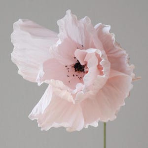 Puede incluir: Primer plano de una flor de papel rosa p&aacute;lido con p&eacute;talos arrugados y texturizados. El centro de la flor es oscuro y moteado. El tallo es de un verde apagado.