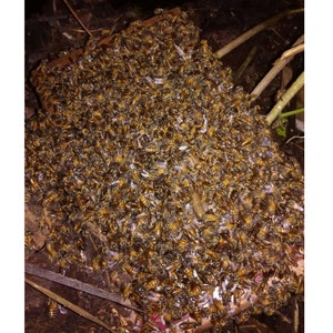 Bee Venom Collector: BeeWhisper 6.0, par IGK electronics Ltd. Collectionneurs depuis 1992. Inventé en Europe. Fabriqué en Europe. image 10