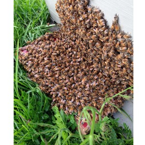 Bee Venom Collector: BeeWhisper 6.0, par IGK electronics Ltd. Collectionneurs depuis 1992. Inventé en Europe. Fabriqué en Europe. image 8