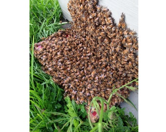 Bee Venom Collector :new Beewhisper 6.2 , by IGK Electronics Ltd