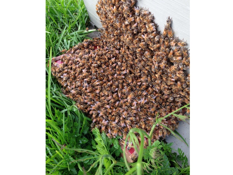 Bee Venom Collector: BeeWhisper 6.0, par IGK electronics Ltd. Collectionneurs depuis 1992. Inventé en Europe. Fabriqué en Europe. image 8