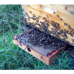 Bee Venom Collector: BeeWhisper 6.0, par IGK electronics Ltd. Collectionneurs depuis 1992. Inventé en Europe. Fabriqué en Europe. image 9