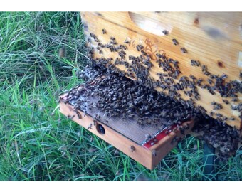 Bee Venom Collector :new Beewhisper 6.2 , by IGK Electronics Ltd