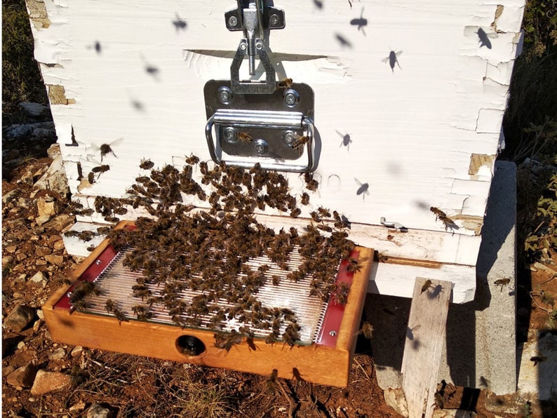 Bee Venom Collector: BeeWhisper 6.0, par IGK electronics Ltd. Collectionneurs depuis 1992. Inventé en Europe. Fabriqué en Europe. image 7