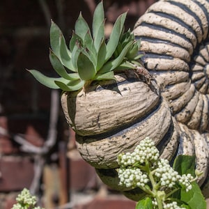 May include: A weathered, spiral-shaped planter, resembling an ammonite shell, holds a green succulent plant. The planter is a light beige colour. White flowers and green leaves are in the foreground. The background is a brick wall.