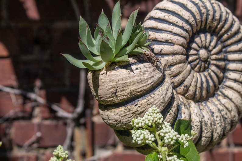 May include: A weathered, spiral-shaped planter, resembling an ammonite shell, holds a green succulent plant. The planter is a light beige colour. White flowers and green leaves are in the foreground. The background is a brick wall.