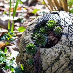 Op de afbeelding: Een witte keramische plantenpot in de vorm van een voetbal met een gebarsten afwerking. De pot is gevuld met groene vetplanten.