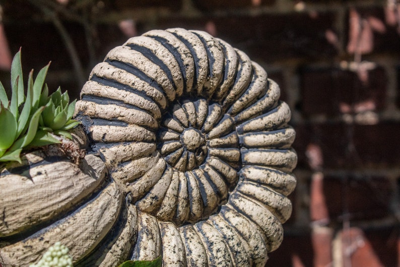 May include: A close-up of a decorative, spiral-shaped planter, reminiscent of an ammonite fossil. The planter is a light beige with dark detailing, and it contains a small succulent plant with green leaves. The background is a blurred brick wall.
