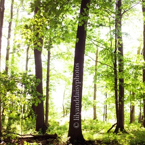 Forest of Light | Trees | Sun | Digital Download