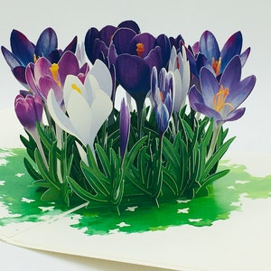 Krokusbloesems, krokusbloem, pop-upkaart, wenskaart, cadeau voor Moederdag en Valentijnsdag, lente, lentebloem