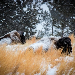 Bison in Winter