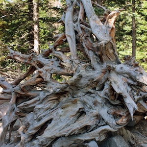 Tree Roots in Color