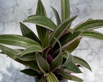 Tradescantia spathacea 'Tricolor' (Rhoeo spathacea)    4" pot     'Moses In the Cradle'     Oyster Plant
