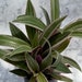 see more listings in the Tradescantia section