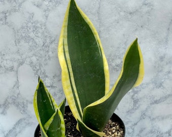 home depot prayer plant Prayer Plant Pop-Up Bouquet main image 0