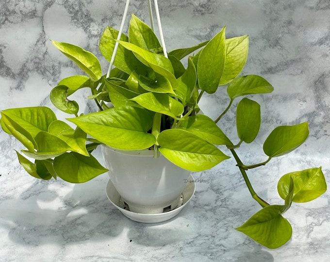 Neon Pothos - 4" hanging basket