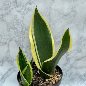 Sansevieria 'Black Gold’- 6" Pot